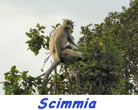 scimmia